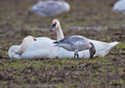 Chen caerulescens